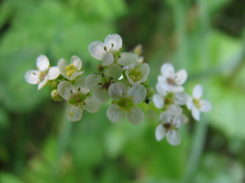 Image of Crambe hispanica by (c) Nachman bones, some rights reserved (CC BY)