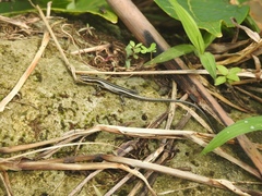 Emoia cyanura