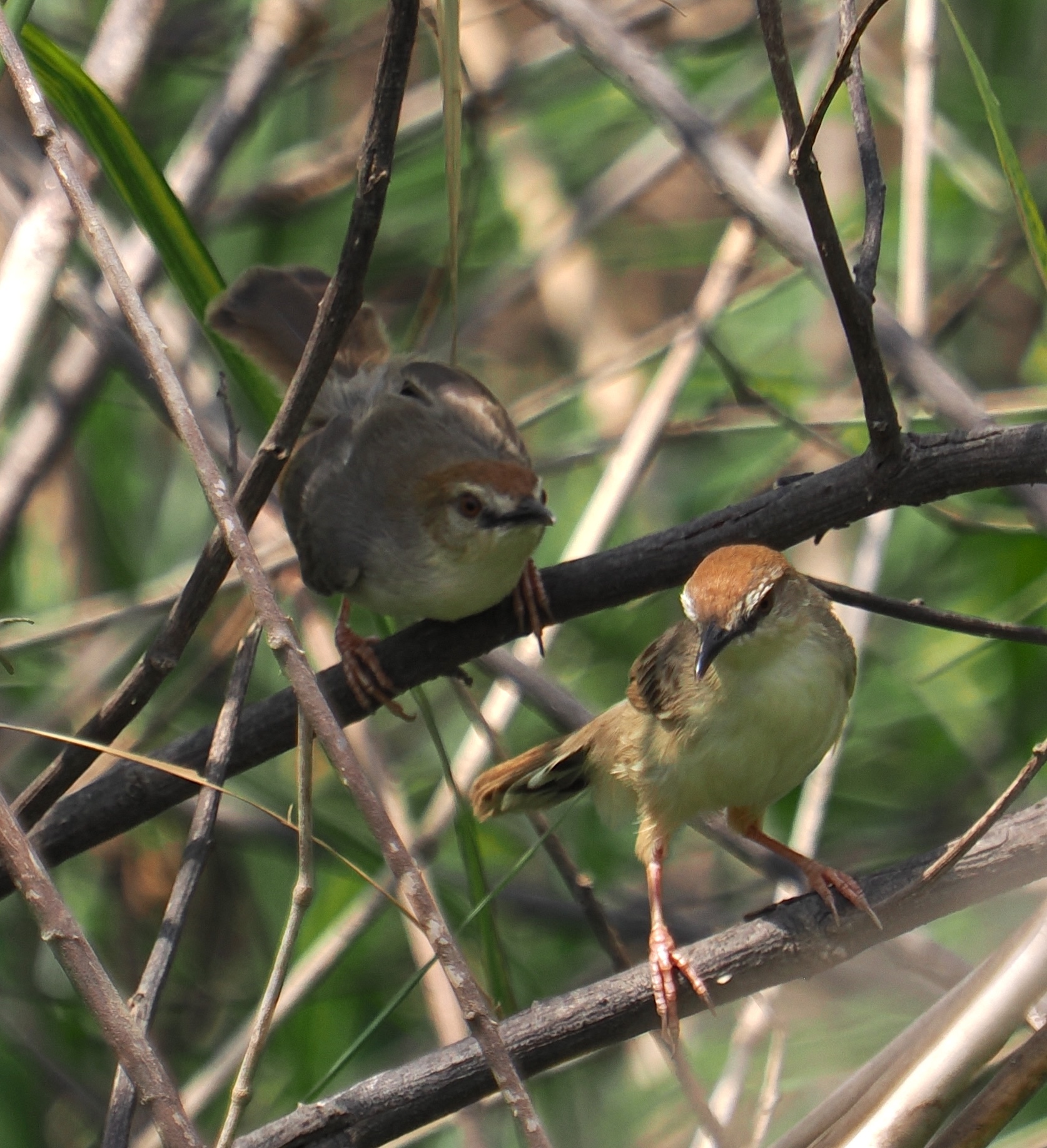 Kilombero Cisticola (Cisticola bakerorum)