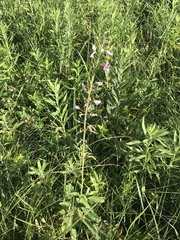 Desmodium illinoense