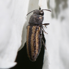 Acmaeodera quadrivittatoides
