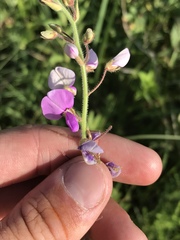 Desmodium illinoense