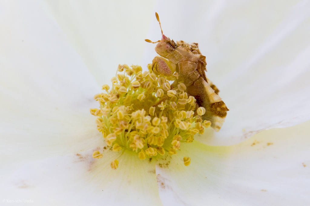 Phymata rossi