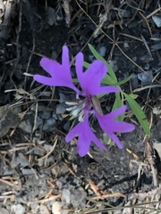 Clarkia pulchella