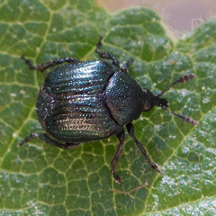 Pterocolus ovatus