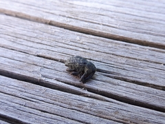 Rhyssomatus lineaticollis