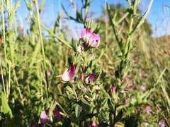 Ononis spinosa spinosa