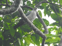 Ducula pistrinaria
