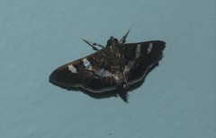 Desmia ufeus