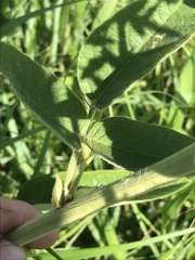 Desmodium illinoense