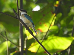 Todiramphus sanctus sanctus