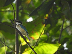 Todiramphus sanctus sanctus