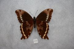 Papilio microps