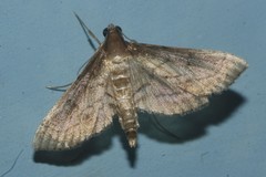 Marasmia cochrusalis