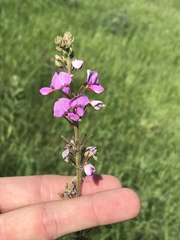 Desmodium illinoense