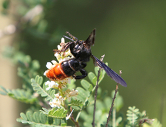 Scolia dubia haematodes