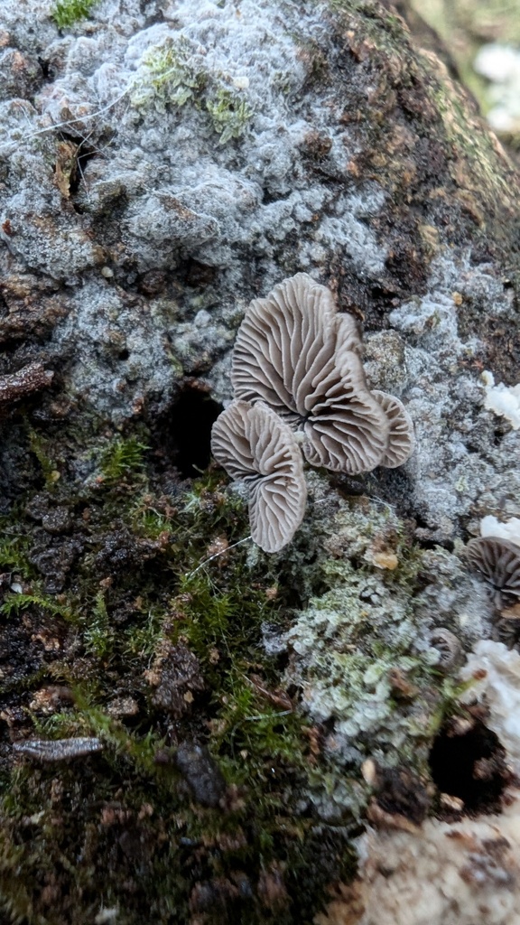 Resupinatus applicatus · September 2024 · photo: © atsushi_nakajima_cirque (iNaturalist, cc-by)