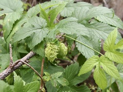 Humulus neomexicanus