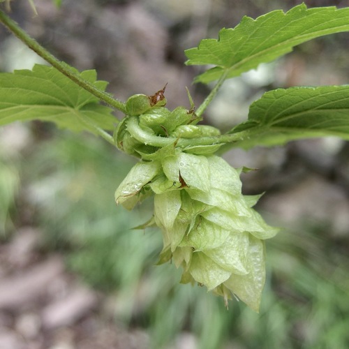 Humulus neomexicanus, photograph 1