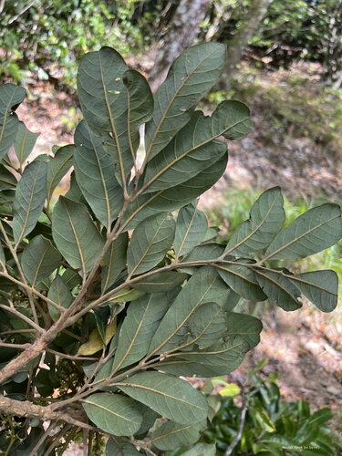 Gongrodiscus sufferrugineus observed 2024-09-06