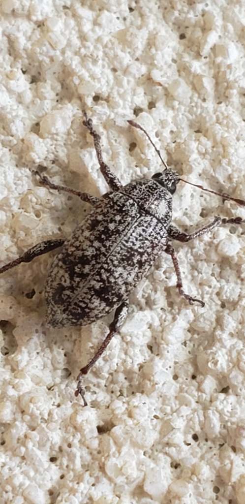 Lachnopus curvipes