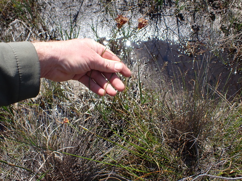Image of Schoenus compar by (c) Eugene Hahndiek, some rights reserved (CC BY-SA)