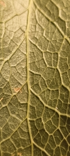 Image of Daviesia latifolia by (c) MJ Taylor, some rights reserved (CC BY-SA)
