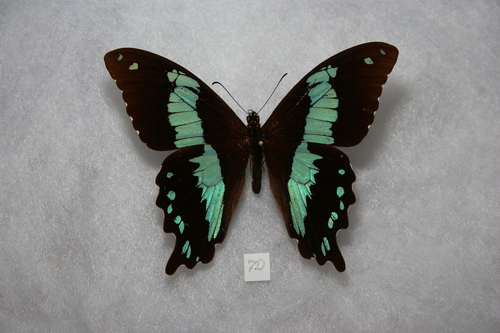 Papilio microps