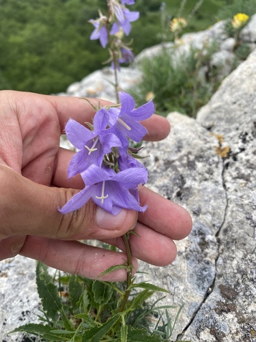 Image of Campanula sarmatica by (c) Илья Руденко, some rights reserved (CC BY)