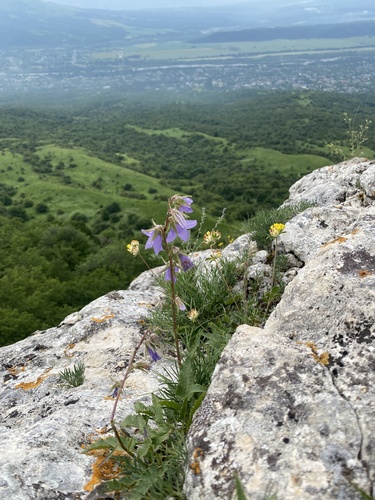 Image of Campanula sarmatica by (c) Илья Руденко, some rights reserved (CC BY)