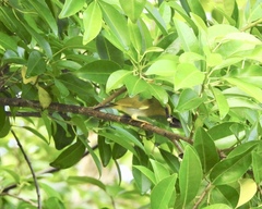Dark-Eyed White-Eye photo 4