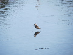 Calidris alpina