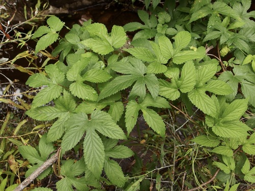 Humulus neomexicanus, photograph 3