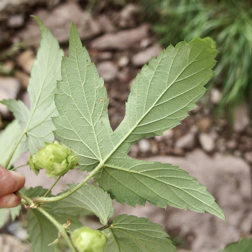Humulus neomexicanus, photograph 4