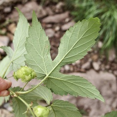 Sue Carnahan, CC BY, iNaturalist via GBIF Humulus neomexicanus, photograph Sue Carnahan, CC BY, iNaturalist via GBIF
