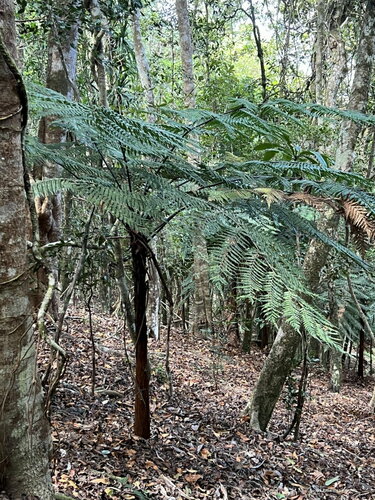 Dicksonia thyrsopteroides observed 2024-09-06