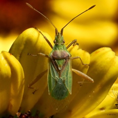 Harmostes reflexulus