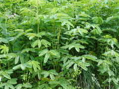 Sanguisorba dodecandra