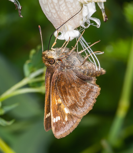 Hobomok Skipper