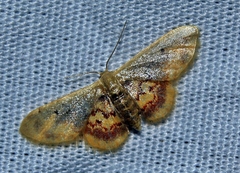 Idaea scintillularia