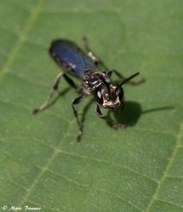 Lyroda
