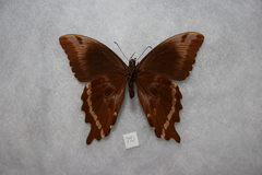 Papilio microps