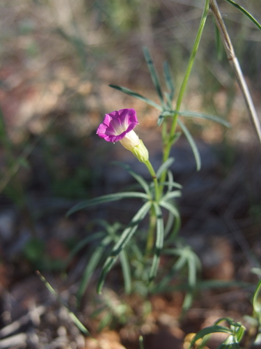 Image of Ipomoea costellata by (c) Sue Carnahan, some rights reserved (CC BY)