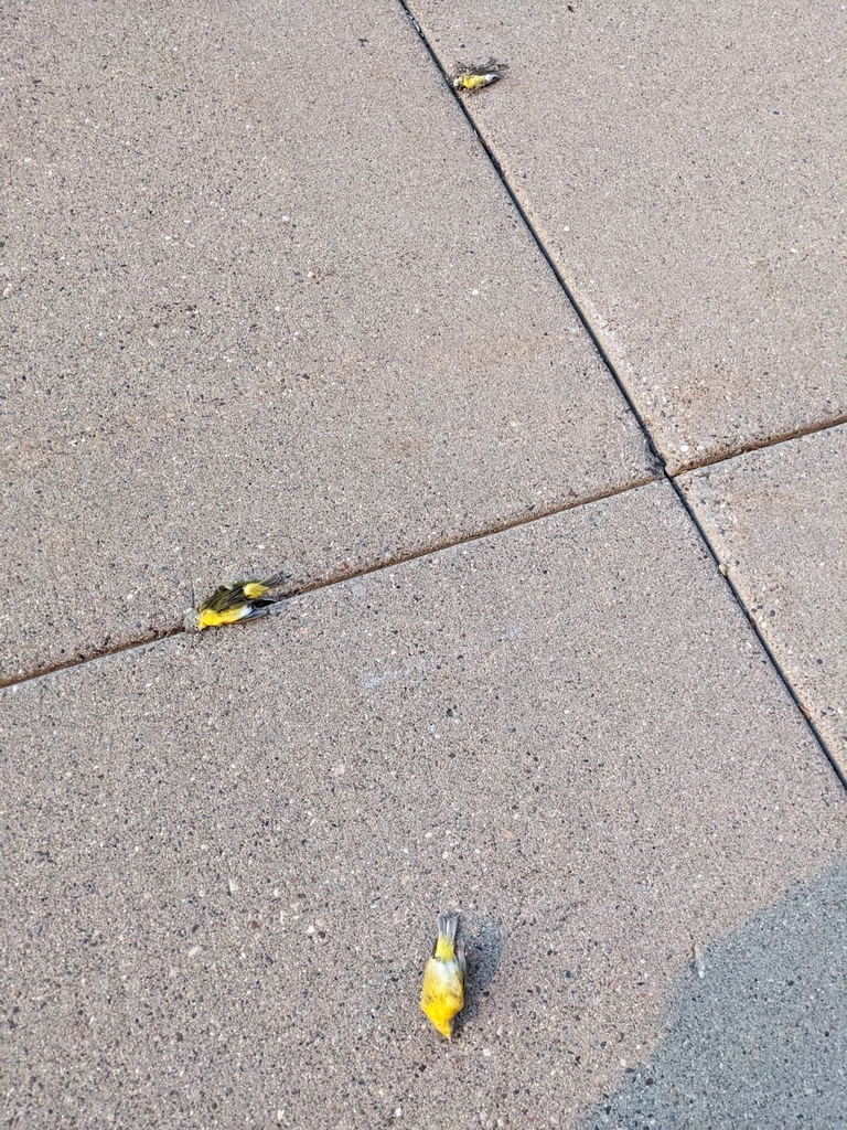 Eastern Nashville Warbler