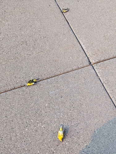 Eastern Nashville Warbler