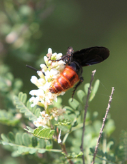 Scolia dubia haematodes