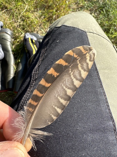 Plume de Bécasse des bois
