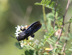 Scolia dubia haematodes