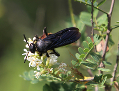 Scolia dubia haematodes
