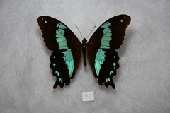 Papilio microps